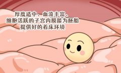 什么样的子宫内膜能留住胚胎？